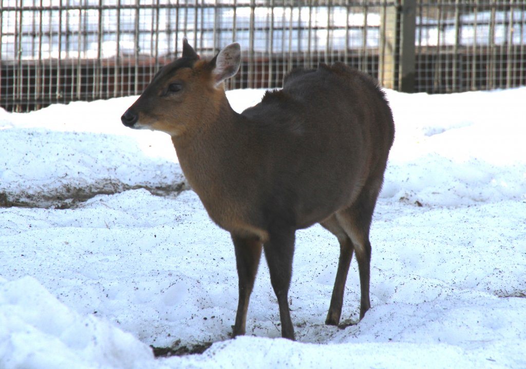 Ein Chinesischer Muntjak (Muntiacus reevesi) muss sich noch mit dem Schnee begngen, wenn er an die frische Luft will. Zoo Berlin am 25.2.2010.