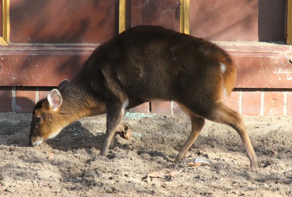 Ein Chinesischer Muntjak (Muntiacus reevesi) am 25.2.2010 an einem sonnig warmen Pltzchen im Zoo Berlin.