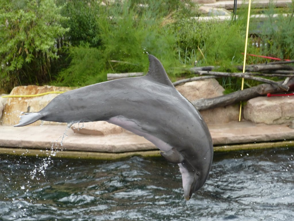 Ein Delfin springt hier whrend der Wassershow im Nrnberger Tierpark in die Luft, 29.07.2013.