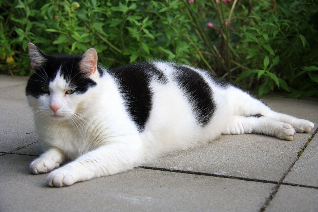 Ein dicker Kater liegt  auf den Gartenplatten in Kohlscheid-Bank am Abend des 7.7.2012.