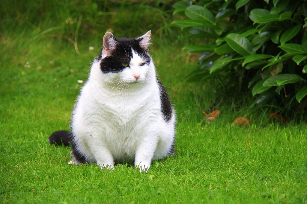 Ein dicker Kater sitzt auf der Wiese im Garten in Kohlscheid-Bank am 30.6.2012.