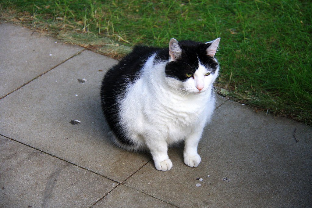 Ein dicker Kater sitzt im Garten in Kohlscheid-Bank am Abend des 30.5.2012.