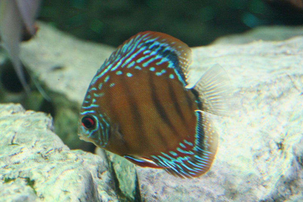 Ein Diskusbuntbarsch (Symphysodon aequifasciata) am 12.12.2009 im Aquarium ds Berliner Zoos.