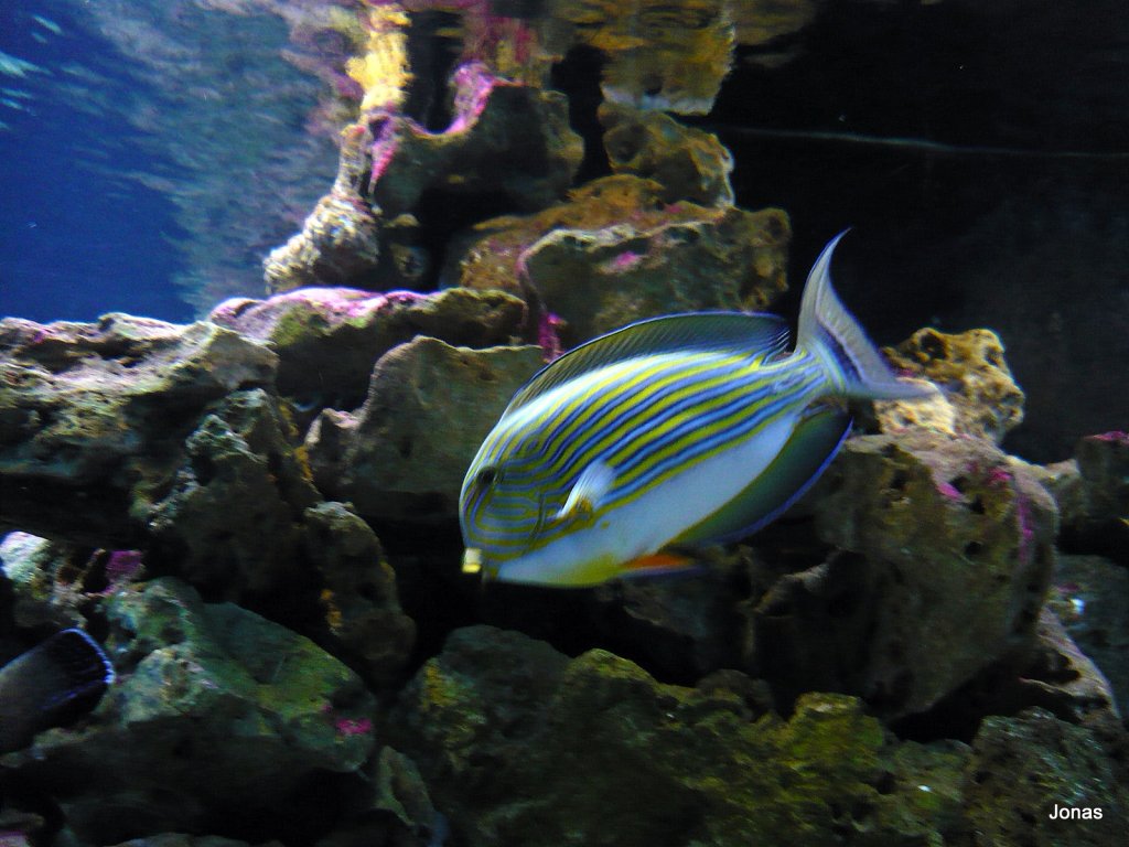 Ein Doktorfisch mit seinen prchtigen Farben schwimmt zu dem Stein