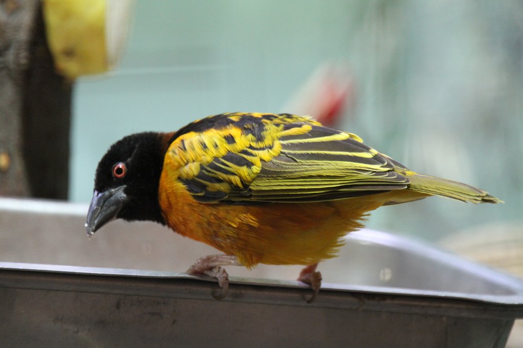 Ein Dorfweber oder auch Textorweber (Ploceus cucullatus) beim Fressen am Futterplatz. Zoo Berlin am 25.2.2010. 