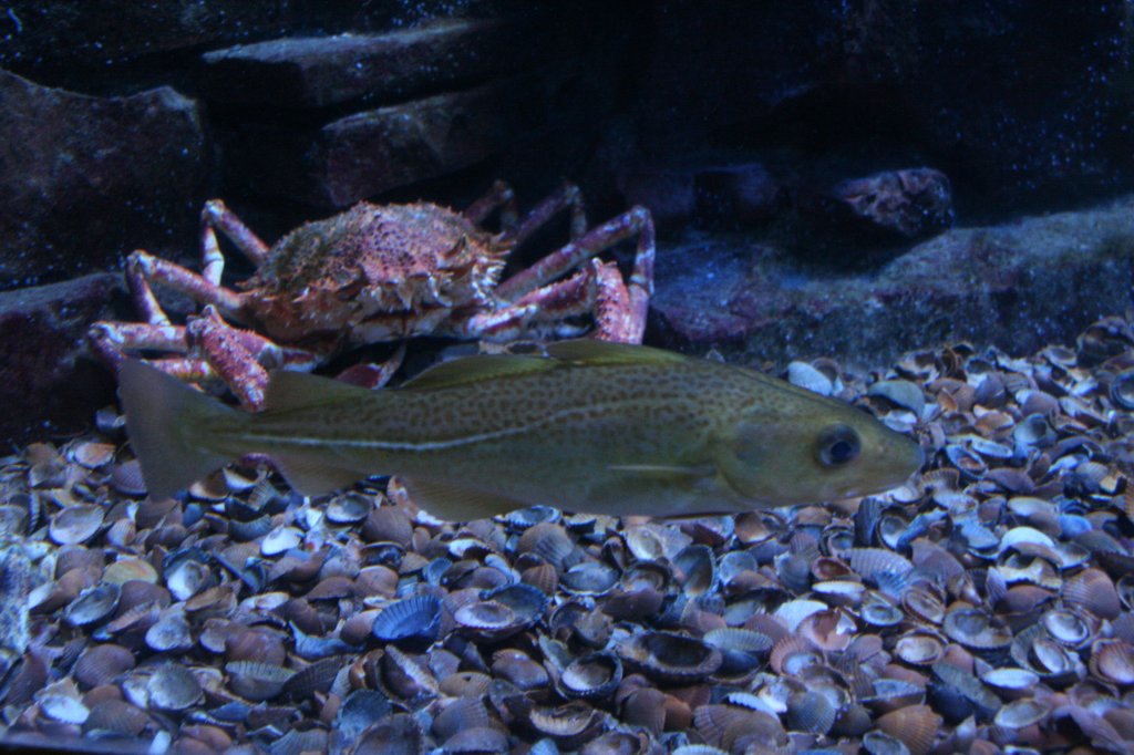 Ein Dorsch oder auch Kabeljau (Gadus morhua) schwimmt am 12.12.2009 vor einer Atlantik Spinnenekrabbe im Zoo-Aquarium Berlin herum.