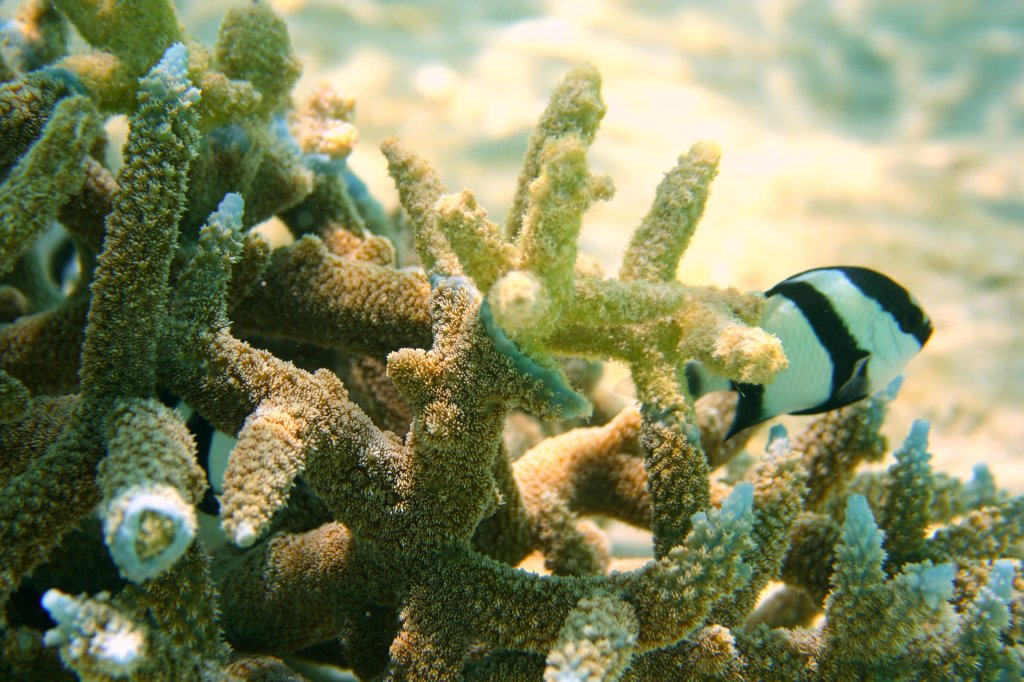 Ein Dreibinden-Preuenfischen (Dascyllus aruanus) durchstreift seine Koralle. Malediven, Ari-Atoll am 11.11.2007. 
