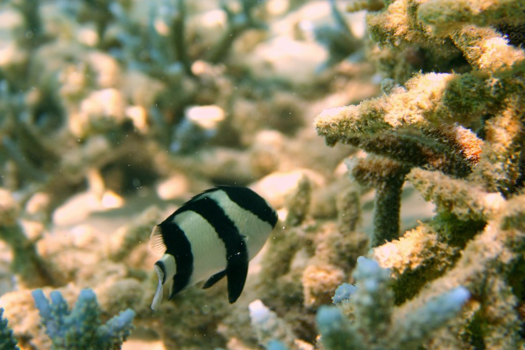 Ein Dreibinden-Preuenfischen (Dascyllus aruanus) schwimmt um seine Koralle. Malediven, Ari-Atoll am 11.11.2007. 
