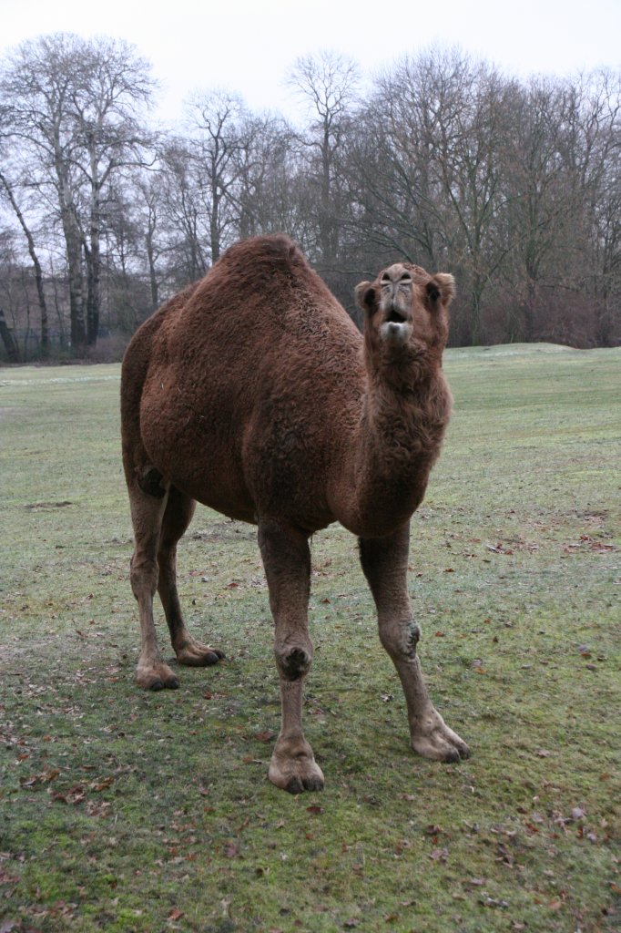 Ein Dromedar (Camelus dromedarius) beim Fotoshooting am 13.12.2009 im Tierpark Berlin.