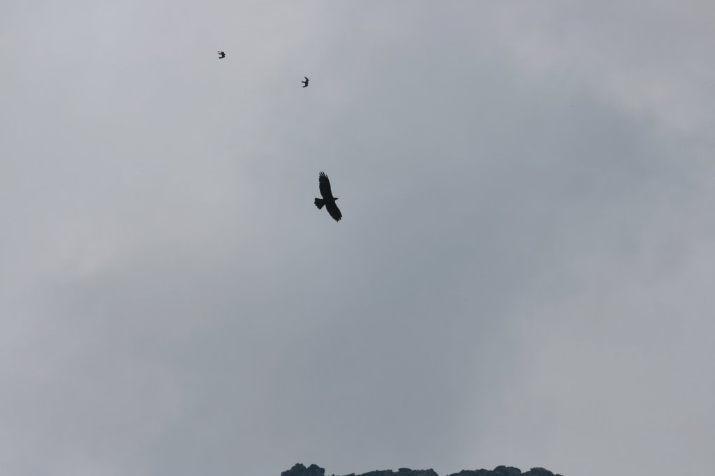 Ein Echte Adler in der Schweiz gesehen. Zwei Alpenkr ahe fliegen mit.
