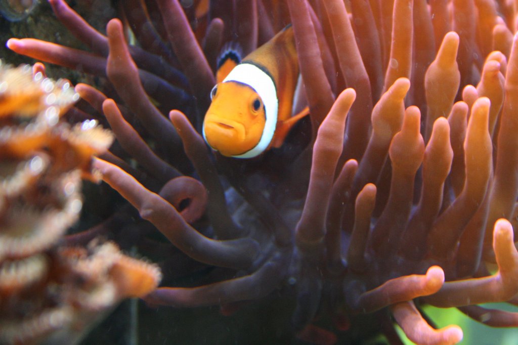 Ein Echter Clownfisch (Amphiprion percula) schaut vorsichtig aus einer Anemone. Sea-Life Berlin am 3.4.2009.