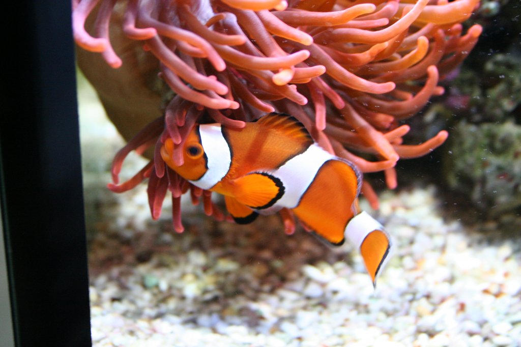 Ein Echter Clownfisch (Amphiprion percula) an der alles geliebten Anemone. Sea-Life Berlin am 3.4.2009.