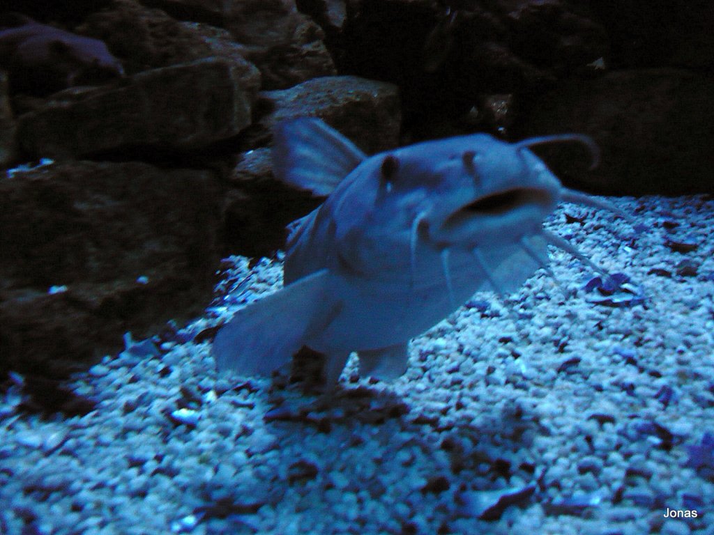 Ein Echter Wels schwimmt nach oben