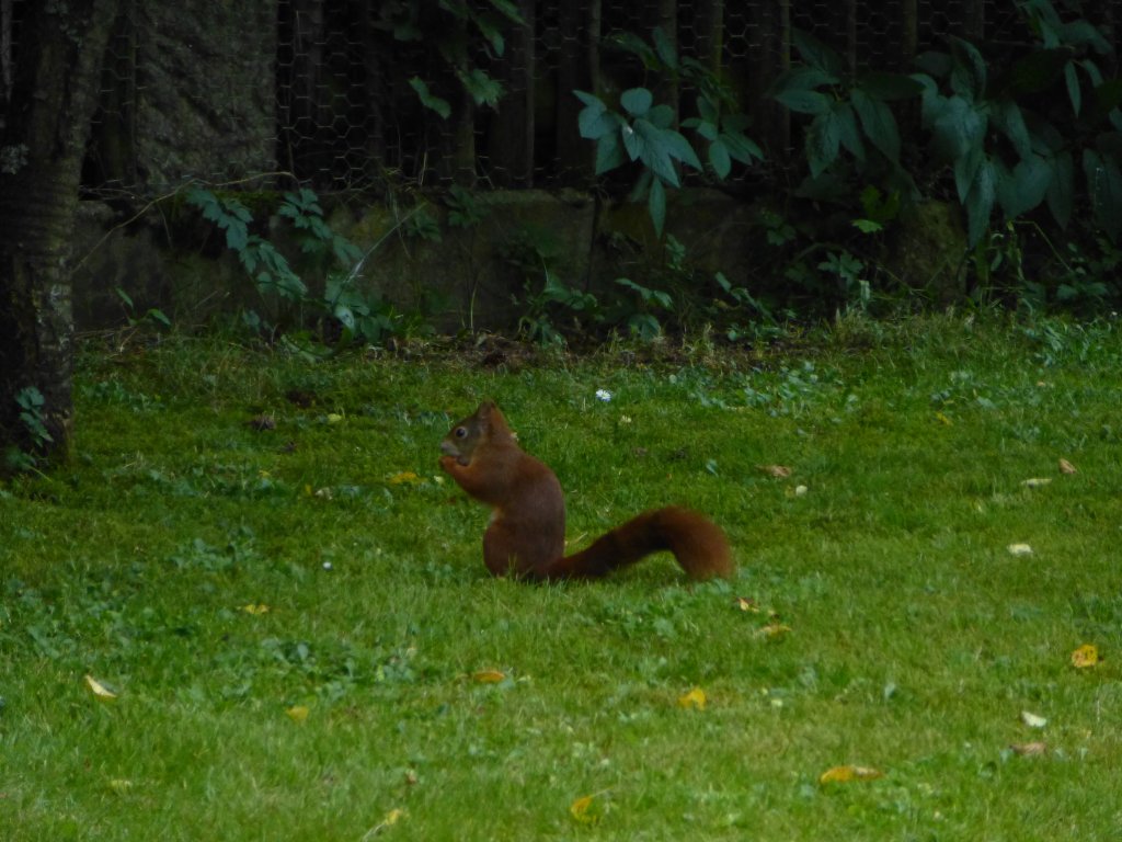 Ein Eichhrnchen frisst ganz gemtlich seine Kirsche... Aufgenommen am 14.07.2013.

