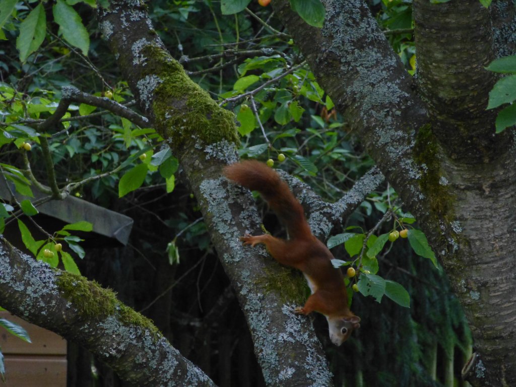 Ein Eichhrnchen wurde hier bei seiner Futtersuche auf einem Kirschbaum im Garten fotografiert.
Das Foto entstand am 14.Juli 2013.
