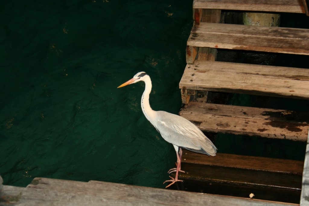 Ein einsamer Graureiher (Ardea cinerea) geniet den Ausblick auf den Indischen Ozean. 10.11.2007 Ari-Atoll.