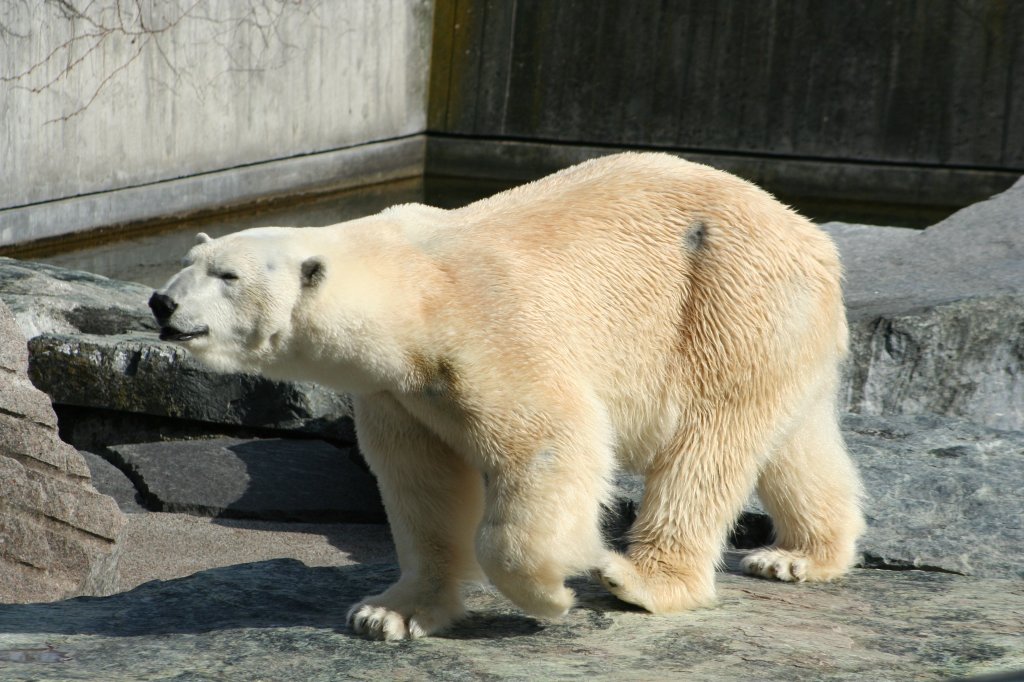 Ein Eisbr auf Revierpatroullie am 30.3.2008 in der Wilhelma.