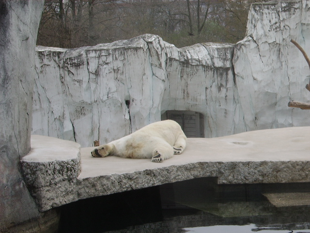Ein Eisbär in Karlsruher Zoo der wie ein Teppichvorleger dort liegt am 02.04.09