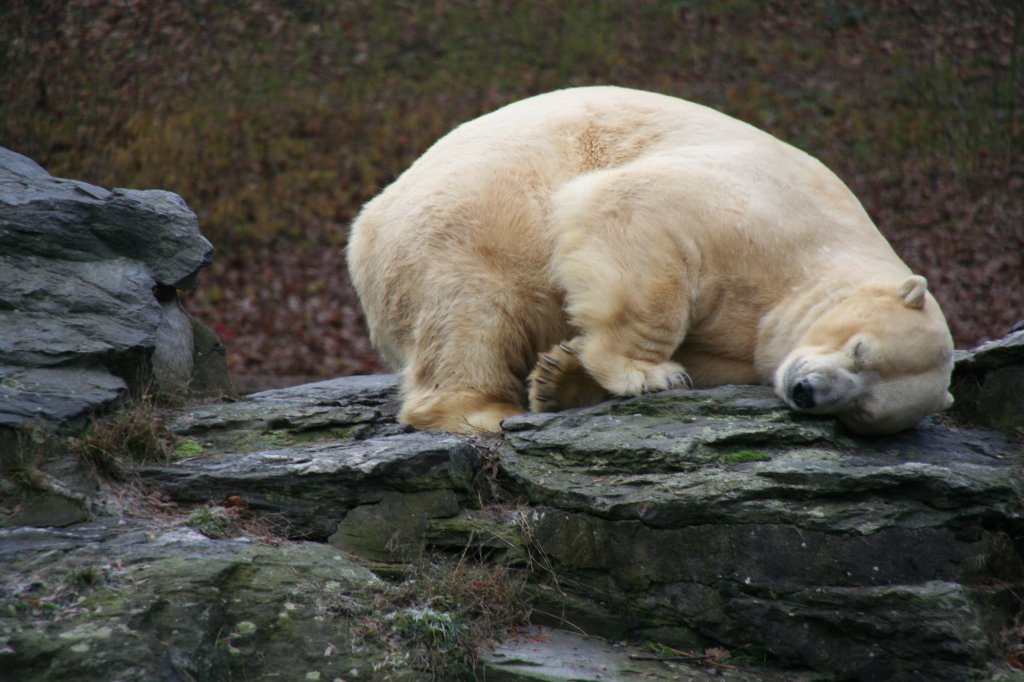 Ein Eisbr versucht zu schlafen. 13.12.12009 Tierpark Berlin.