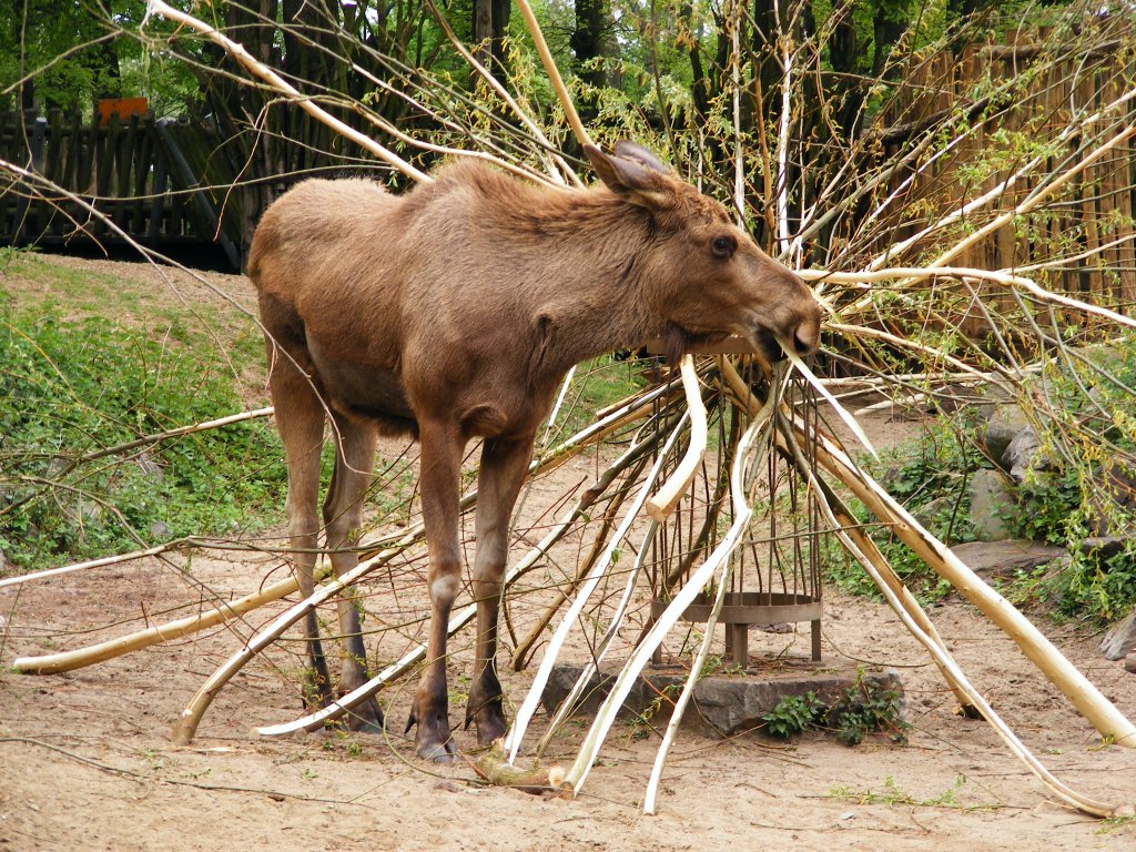 Ein Elch im Gelsenkirchener Zoo am 2. Mai 2010.
