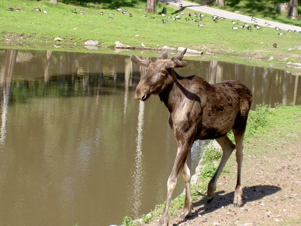 Ein Elch stolziert am Auto vorbei. Kolmrden (Safari) am 2.7.2006.