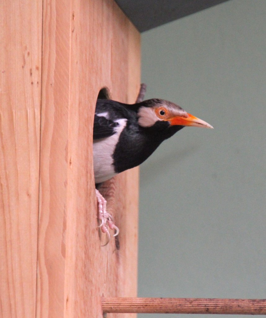 Ein Elsterstar (Sturnus contra) schaut aus seiner Bruthhle. Zoo Berlin am 11.3.2010.