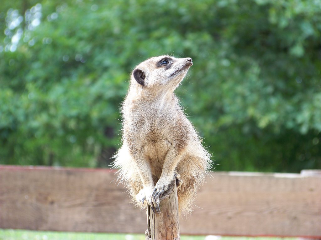 Ein Erdmnnchen beobachtet einen groen Vogel der ber dem Tierpark kreist. (31.07.10)