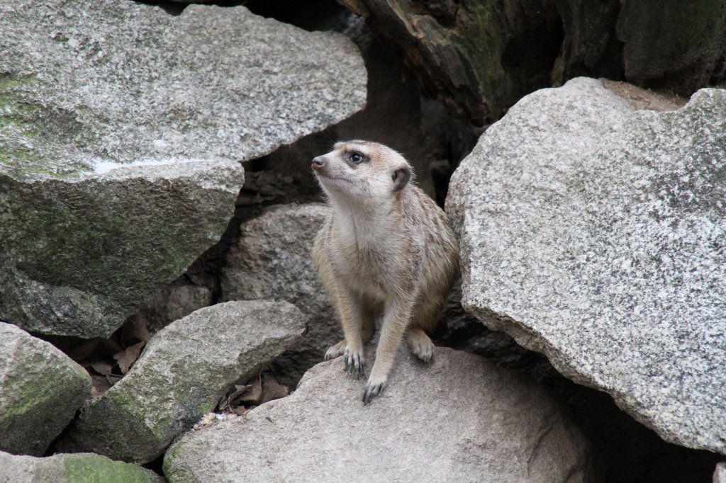 Ein Erdmnnchen (Suricata suricatta) wagt sich trotz Klte aus dem warmen Bau heraus und erkundet die Umgebung. Zoo Karlsruhe am 9.2.2010.
