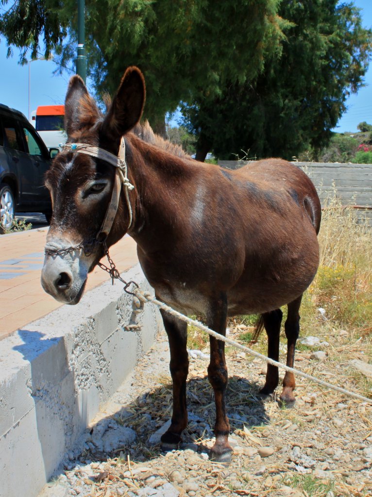 Ein Esel auf Rhodos. 25.06.2011