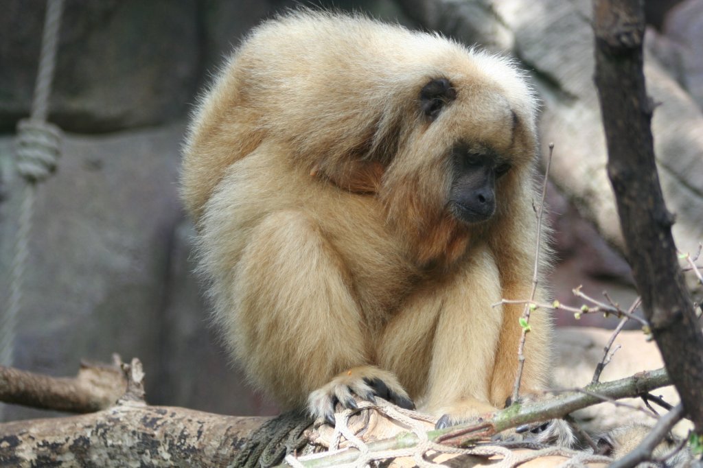 Ein etwas traurig ausschauender Weishandgibbon. Wilhelma 30.3.2008.