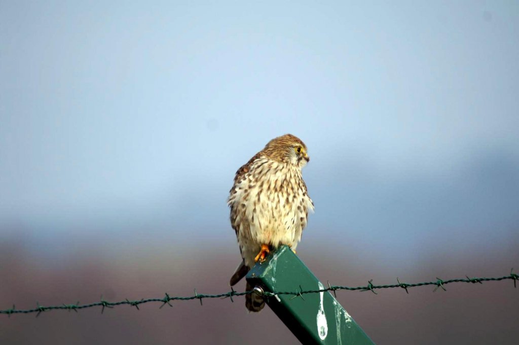 Ein Falke aufgenommen am 23.01.2010 beim Flughafen Zrich