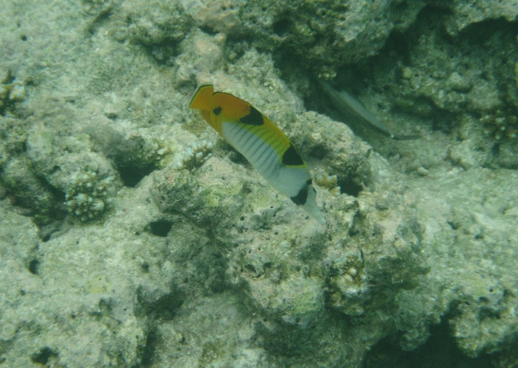 Ein Falterfisch am Hausriff von Nalaguraidhoo/Sun Island.Malediven, Ari-Atoll am 12.11.2007.