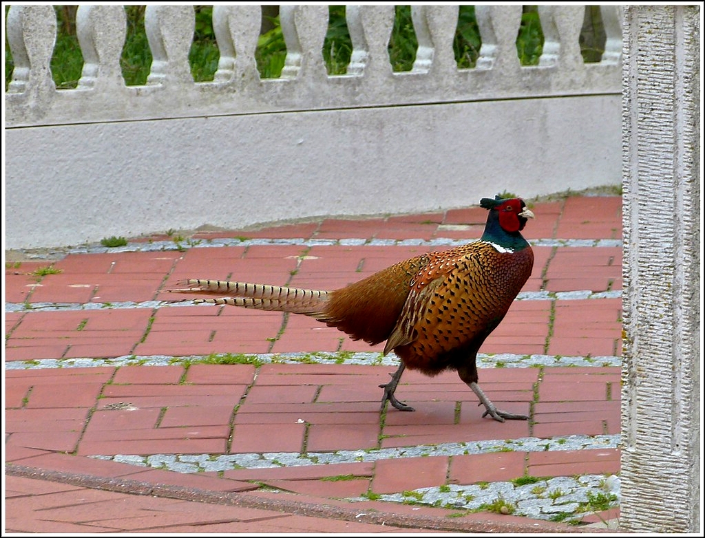 Ein Fasan begibt sich seelnruhig in die Ausfahrt eines Hauses auf der Insel Norderney, um im Vorgarten nach Nahrung zu suchen. 08.05.2012 (Jeanny)