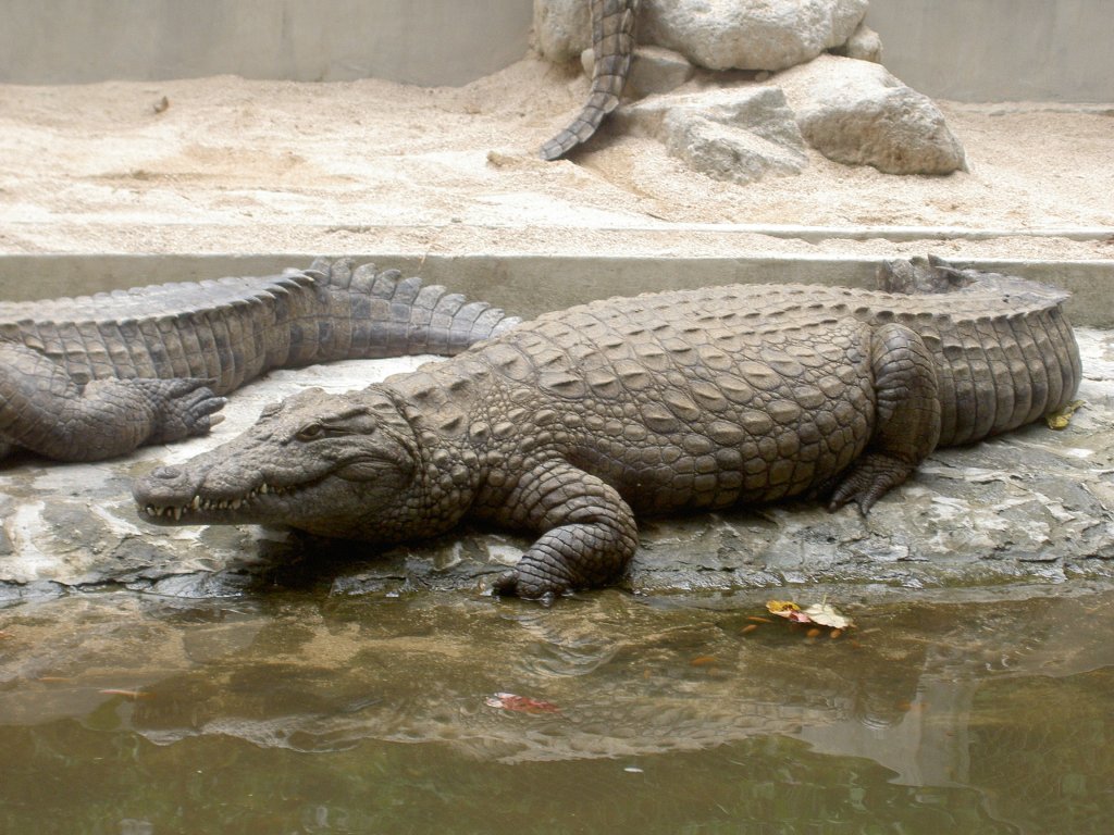 Ein fast ausgewachsenes Nilkrokodil (Crocodylus niloticus) im Park La Vanille auf Mauritius.
