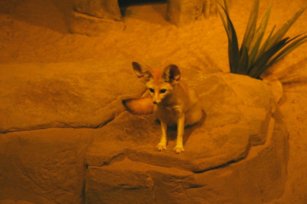 Ein Fenek (Vulpes zerda) auf seinem Aussichtsfelsen. Zoo Berlin am 25.2.2010.