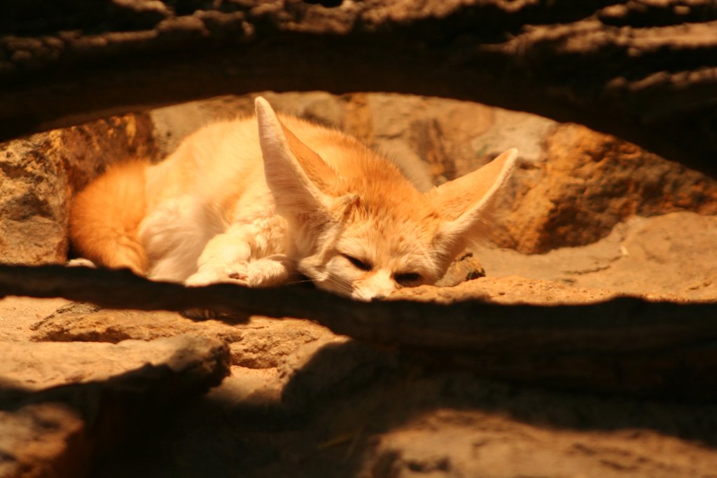 Ein Fennek (Fennecus zerda) oder auch Wstenfuchs verschlft den Tag in einer Ecke. Wilhelma 30.3.2008.