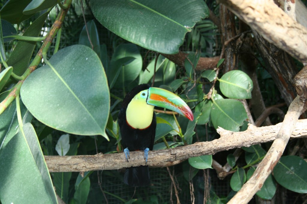 Ein Fischertukan (Ramphastos sulfuratus) hat es sich auf einer Stange bequem gemacht. 30.3.2008 Stuttgart.