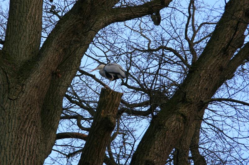 Ein Fischreiher steht in einem Baum am Schweriner See; 20.02.2012