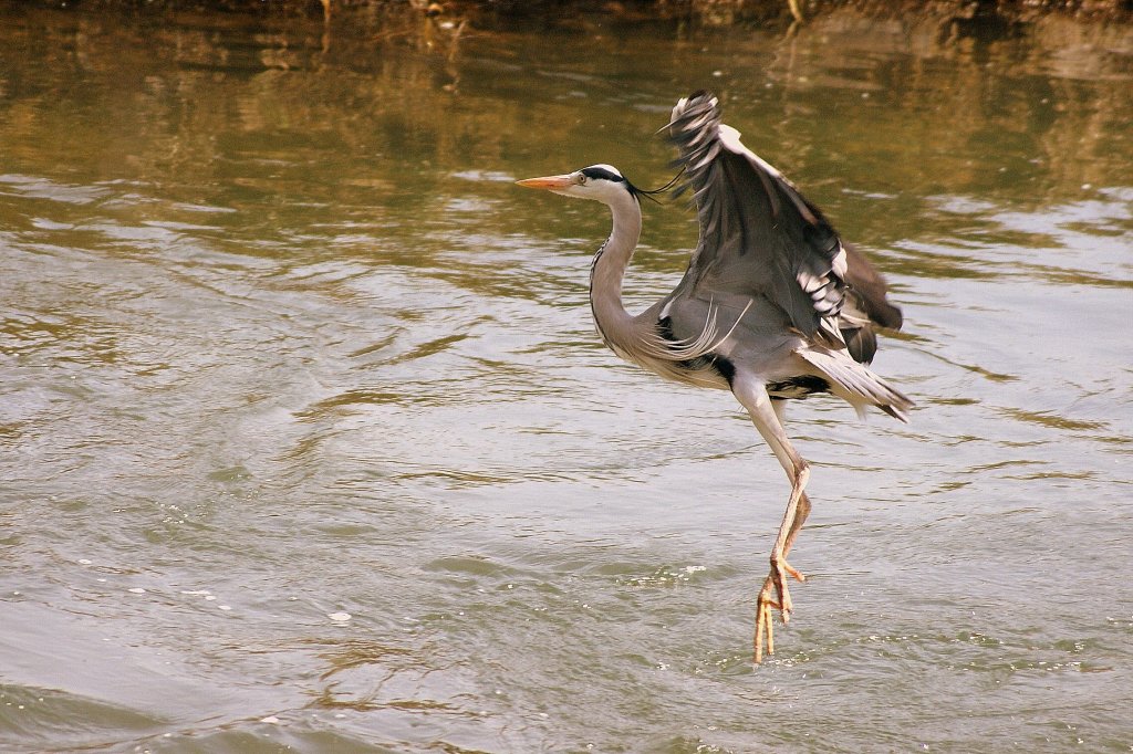 Ein Fischreiher sucht einen Landeplatz.
(14.04.2009)