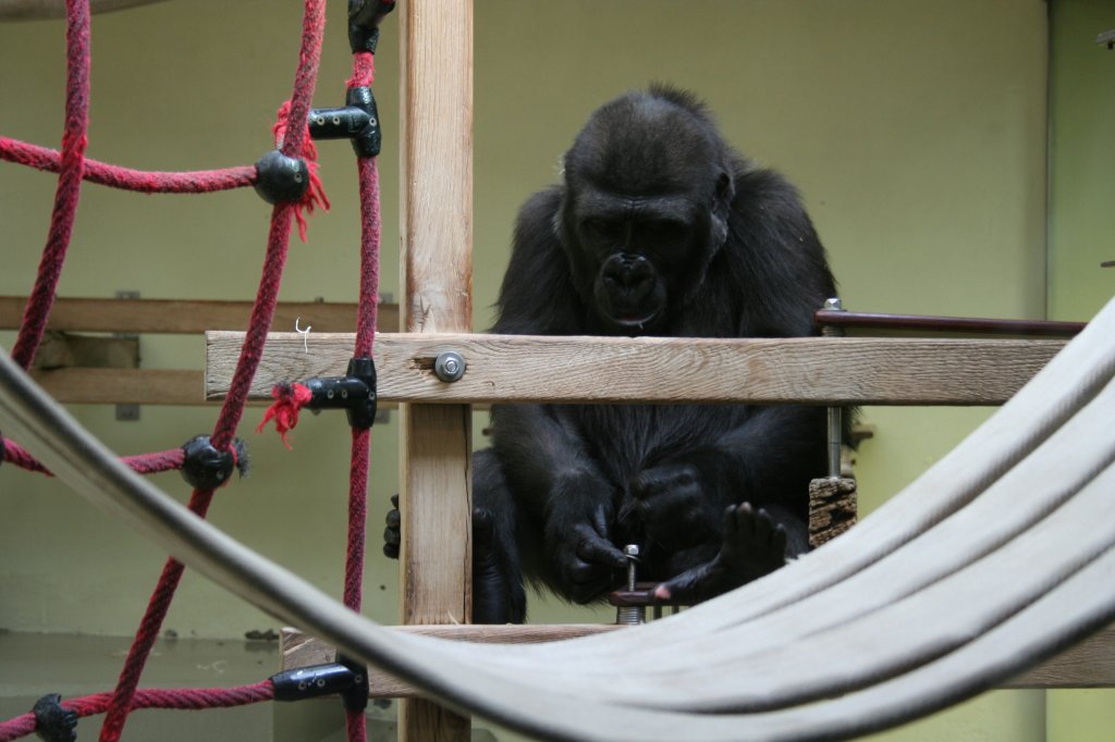 Ein Flachland-Gorilla ist maschinenbaulich ttig und versuch krampfhaft eine selbstsichernde Schraube zu lsen. Er hat es bald geschafft. Stuttgart 30.3.2008.
