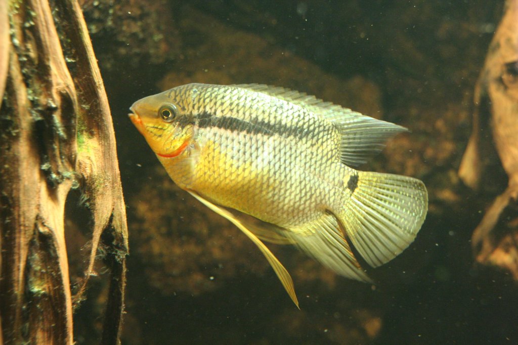 Ein Flaggenbuntbarsch (Mesonauta festivus) am 12.12009 im Zoo-Aquarium Berlin.