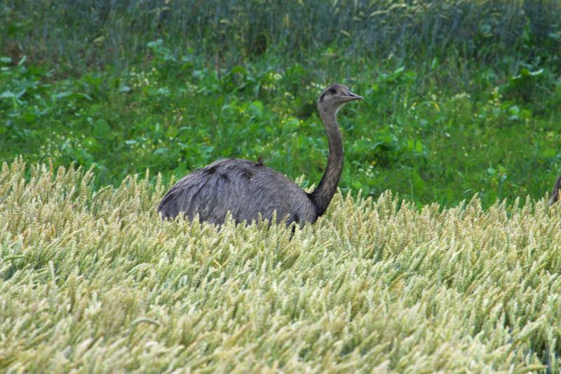 Ein freilebender Nandu bei Bk / Herzogtum Lauenburg; 14.07.2011