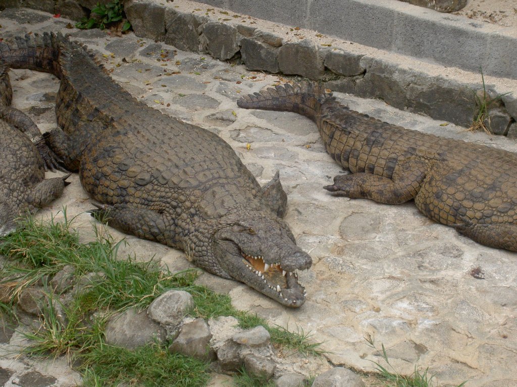 Ein ghnendes Nilkrokodil (Crocodylus niloticus) im Park La Vanille auf Mauritius.