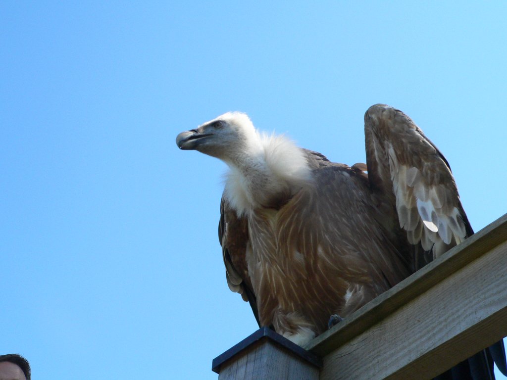 Ein Gnsegeier der Adlerwarte am Pfnder (bei Bregenz), 2005