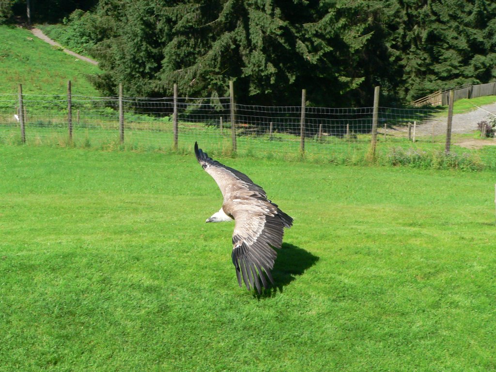 Ein Gnsegeier auf der Adlerwarte am Pfnder (bei Bregenz), 2005