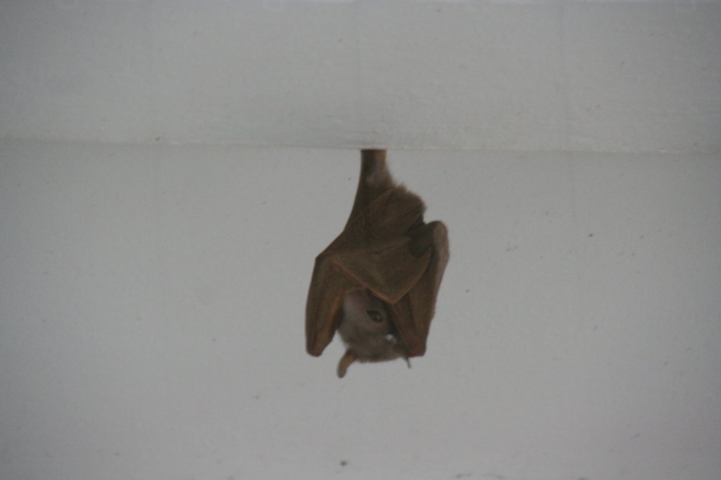 Ein Gambia-Epaulettenflughund (Epomophorus gambianus) hngt schlafend im Alfred-Brehm-Haus im Tierpark Berlin.