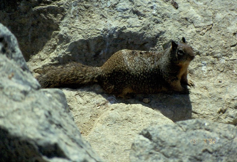 Ein Gelbbauchmurmeltier (Marmota flaviventis) im Yosemite National Park / USA - fotografiert im Jahr 1998 als Dia