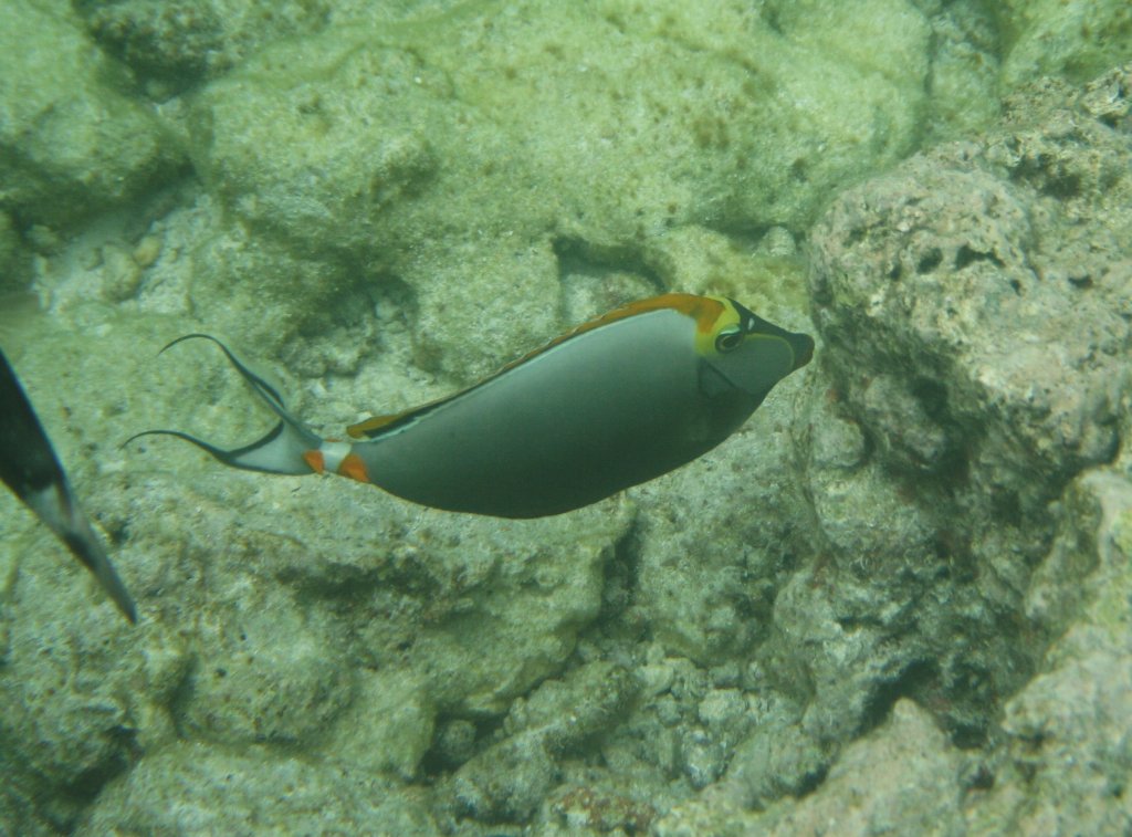 Ein Gelbklingen-Doktorfische an einem Riff im Ari Atoll, Malediven.
