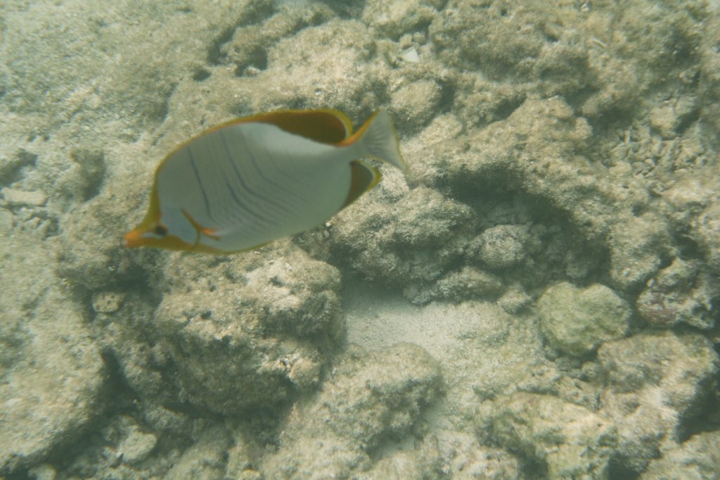 Ein Gelbkof-Falterfisch am Riff. Sd-Ari-Atoll, Malediven.
