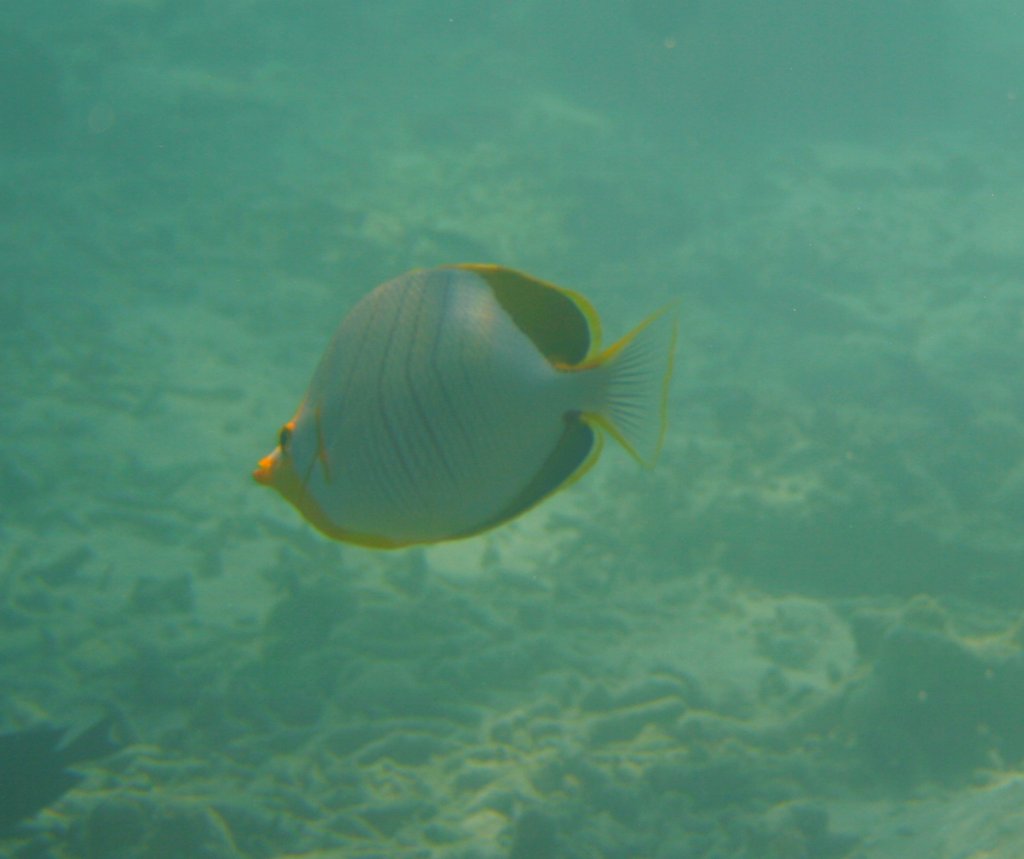Ein Gelbkopf-Falterfisch am Riff. Sdliches Ari-Atoll, Malediven.